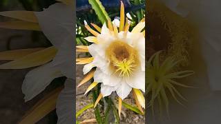 dragon fruit flower #flowers