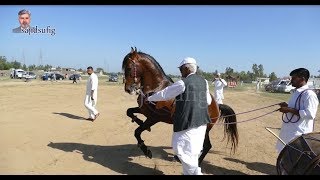 Amazing Horse dance in pakistan 2019 No.9