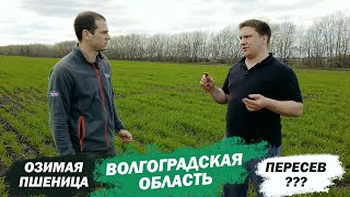 Озимая пшеница в Волгоградской области!