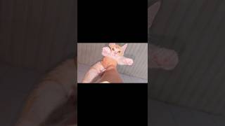 Cutest kitten meow #shorts #cat #kitten#meow  #youtubeshorts #trending