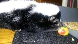 Pet Skunk eating small apple