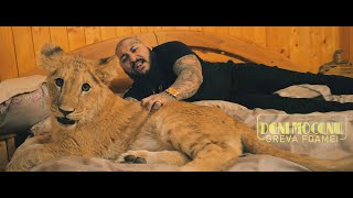 Dani Mocanu 🦁 Greva foamei 🌹Official Video