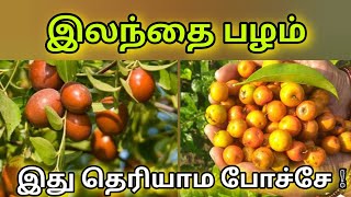 இலந்தை பழம் மருத்துவ நன்மைகள் | Jujube fruits Medicinal Benefits in tamil @HealthTips24Tamil