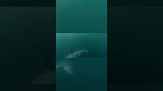 (VIDEOS DE IMPACTO) IMPACTANTE ENCUENTRO CON UN TIBURÓN DENTRO