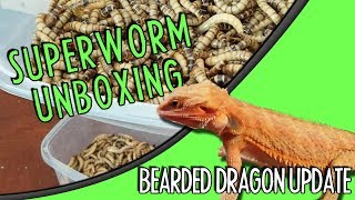 Superworm Unboxing | Bearded Dragon Update