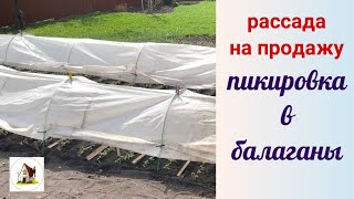 9. Пикировка томатов в балаганы. Рассада на продажу 2024.