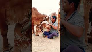 top gir breeding farm in haryana Naloi