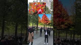 There are 400+ oak trees at the 9/11 memorial in NYC #oaks