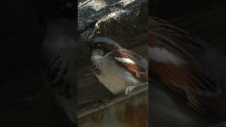 Домовый воробей возле гнезда. (Passer domesticus).