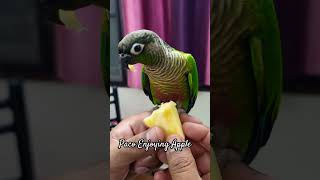 Green cheek Conure Enjoying apple|Paco eating apple|#Shorts