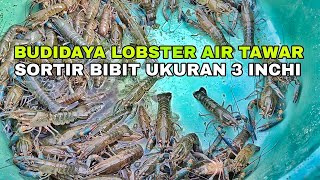 PEMINDAHAN BIBIT LOBSTER AIR TAWAR, PANEN BIBIT LOBSTER AIR TAWAR UKURAN 3 INCHI