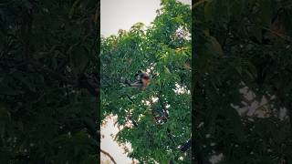 wait for the end😲😲 #monkey #monkeyvideo #animals @Animal