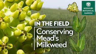 In the Field: Conserving Mead's Milkweed