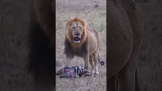 Magestic lion carrying it's kill in the Masai Mara #safari #kenya #mara #masai #masaimara