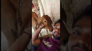 सारस की दोस्ती देखी होगी पर इनकी दोस्ती भी कम नहीं #ahorts  #viral #dosti