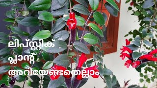 Lipstick Plant- Care and propagation | ലിപ്സ്റ്റിക് പ്ലാൻ്റ് പരിപാലനം