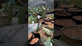 Alocasia suhirmaniana, Anthurium warocqueanum, and Anthurium dorayaki—a showcase of elegance