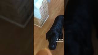 Dog inhales burger #trending #foryou #dogs