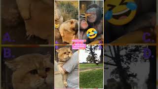 Try Not To Laugh Challenge The best and funniest pets#cat #yt #shorts #tiktok #viral #youtubeshorts