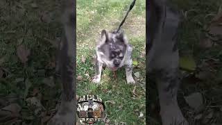 blue tri merle Fluffy Frenchie