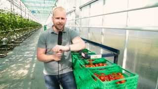 Tomaten-Verpackung | Sommertour 2015: Folge 27 | 2.8.2015