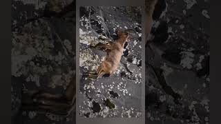 Himalayan Deer