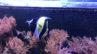 Moorish Idol attacked by Sohal Tang after 5 Years