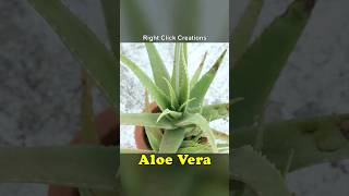 #shorts | Aloe Vera |