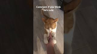 Comment if you think he’s CUTE #shorts #subscribe #cat