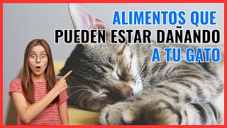 🚫 ¡ALERTA! 7 ALIMENTOS PELIGROSOS PARA GATOS: Conoce los Riesgos y Protege a tu Felino🐾