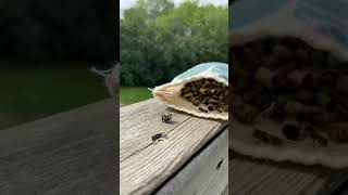 Bees hatching from a Cloth Bag