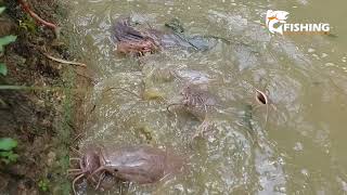 Fish Feeding In Village Pond | Growth Performance Of Hungary Catfish | Hybrid Magur Feeding Video