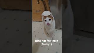 Rico is not in the mood