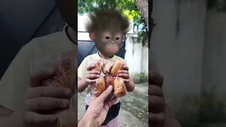 Bangaara Bangaara Monkeybaby Funny Dance Video 🐵🍔🎂🍌🍼😂😅🤣#bandar #funny #monkey #dance #aaryavnaagar