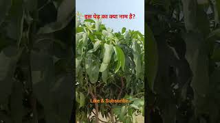 इस पेड़ का क्या नाम है? # plant #farming #fruits #bestfruits #plantation #nature #ytshortsindia