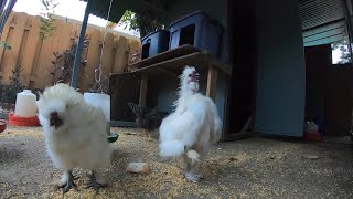 Funny Bantam Silkie Roosters! Funny Chickens!