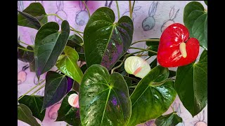 Антуриум Андреанум (Anthurium Andreanum). Мужское счастье