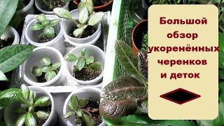 Большой обзор укоренённых черенков и деток // Работы предстоит много...