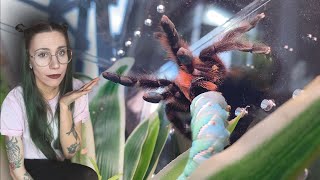 The WORST Spider Feeding Video on YouTube (no really lol)