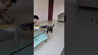 Black cute puppy playing, so honest #dog  #doglover #dogshorts