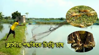 ক্লাস্টার পদ্ধতিতে চিংড়ি চাষ - Shrimp farming in cluster system - Around of bengal