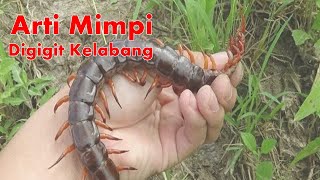 Arti Mimpi Digigit Kelabang