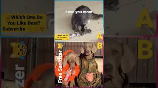 funny animal videos | Instagram | TikTok #shorts #tiktok