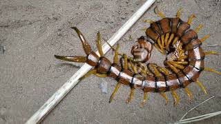 Scolopendra a poisonous carnivore Centipede insect Found in Picnic