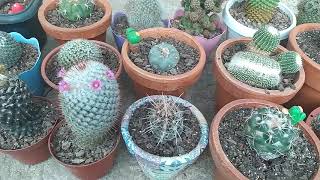 #gymnocalyciumbaldianum#cactoflorido Gymnocalycium baldianum flor vermelha