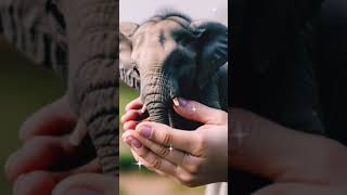 Most cutest and beautiful elephant baby video