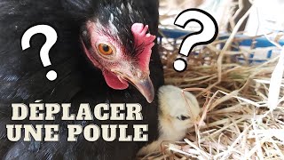 TUTO Comment déplacer une poule qui couve?