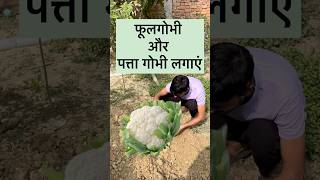 Chalo फूलगोभी और पत्ता गोभी लगाएं #cauliflower #cabbage #vegies #grow #harvest #youtube