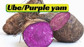 Ube/Purple Yam/Moonshine Yam