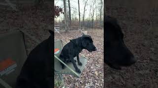 Steady Z girl #retriever #OzoraFarms #hunting #country